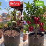 Biolive POC (Jambuu)